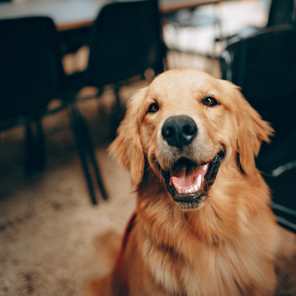 The Silver Dog Signature Dog Sitting