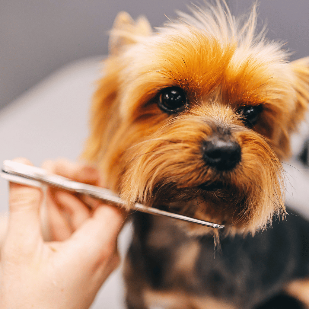 The Silver Dog Grooming Salon